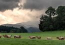 Pasajinak: la marca de lácteos guatemalteca que honra su origen en el «Valle de Pasto»